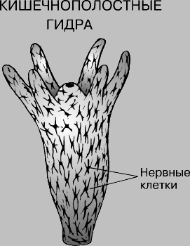 Как выйти на кракен